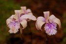 Pleione yunnanensis